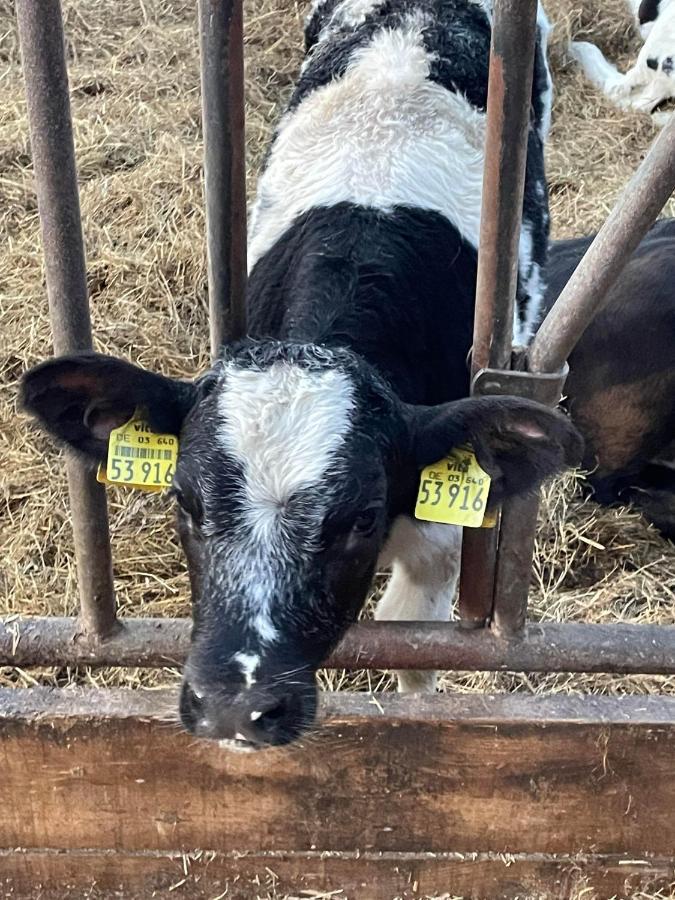 Schlafen Neben Den Kleinen Kaelbchen Im Kaelberiglu Bingum Zewnętrze zdjęcie