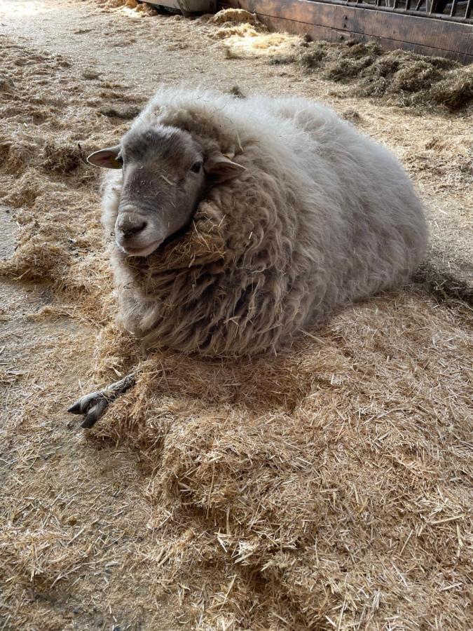 Schlafen Neben Den Kleinen Kaelbchen Im Kaelberiglu Bingum Zewnętrze zdjęcie