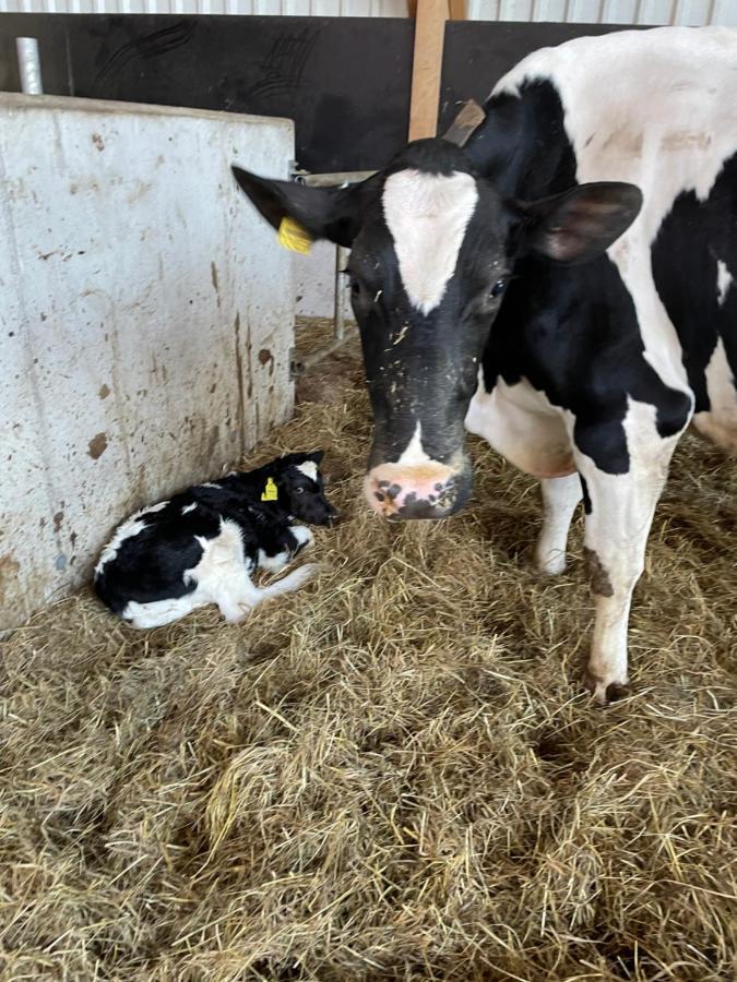 Schlafen Neben Den Kleinen Kaelbchen Im Kaelberiglu Bingum Zewnętrze zdjęcie
